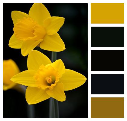 Daffodil Daffodils False Narcissus Yellow Daffodil Image